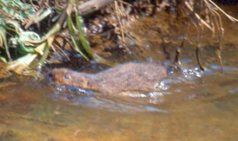 Water vole swimming